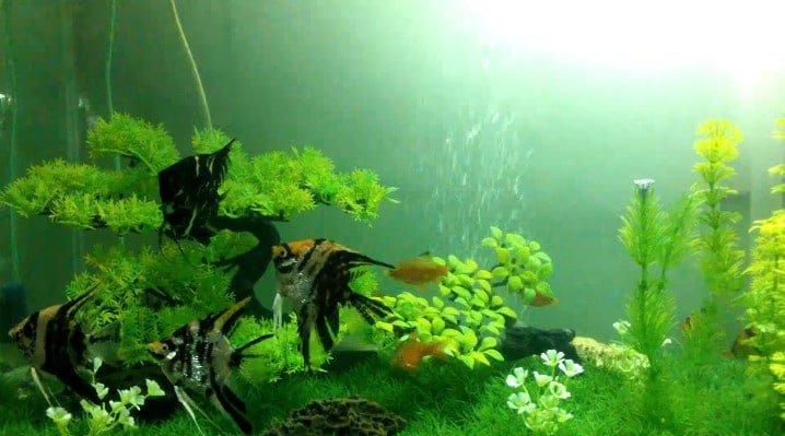 A picture of artificial aquarium plants