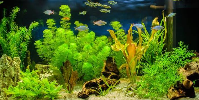 A picture of artificial aquarium plants