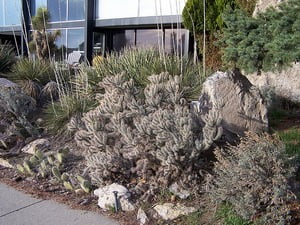 Xeriscape Landscaping A picture of xeriscape landscaping