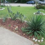 Xeriscape Landscaping