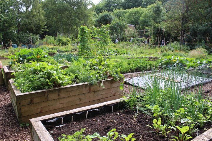 Vegetable Garden