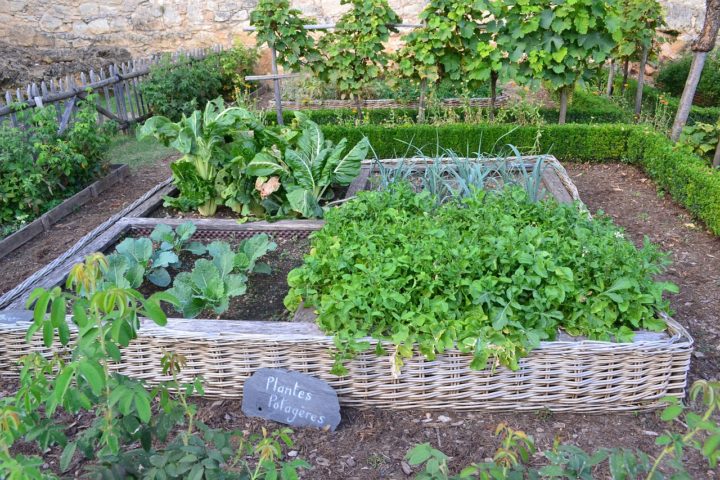 A picture of a vegetable garden
