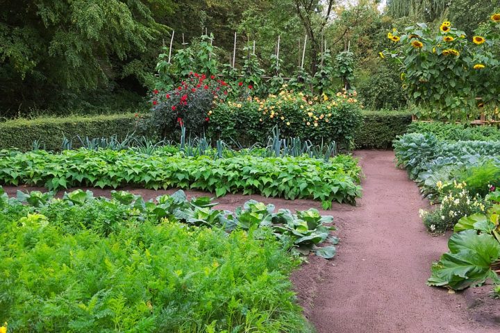 A picture of a vegetable garden