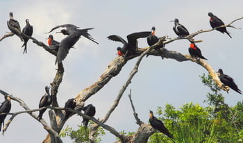 Magnificent Frigate Birds