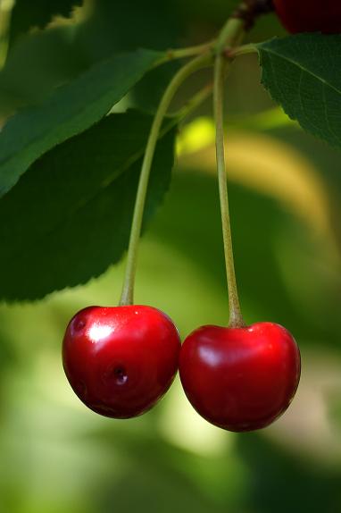 Dwarf Cherry Tree