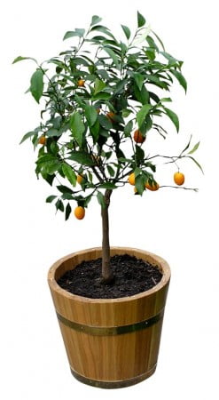 Dwarf Orange Tree