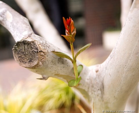 Dwarfing Rootstock