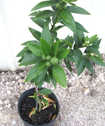 Genetic Dwarf Fruit Tree