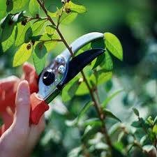 Pruning Dwarf Fruit Tree