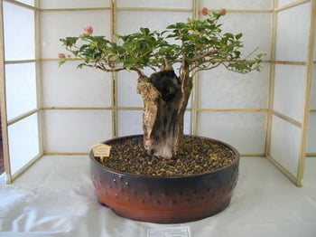 Baobab Bonsai