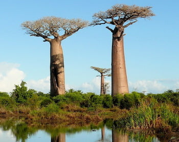 Baobab Trees