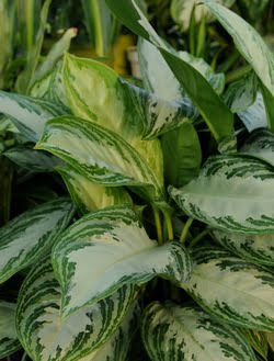 Agloanema Chinese Evergreen