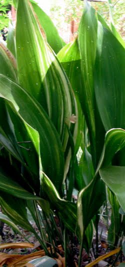 Aspidistra Aspidistra