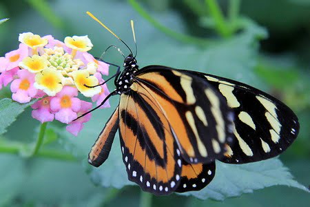 African Tulip Tree (Spathodea campanulata) Butterfly