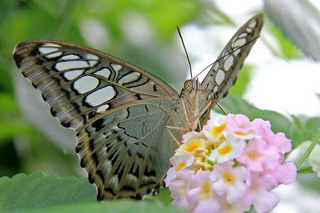 African Tulip Tree (Spathodea campanulata) Butterfly