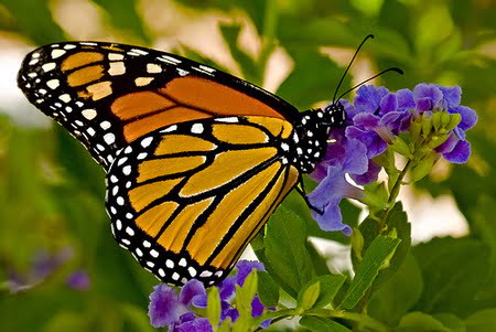 African Tulip Tree (Spathodea campanulata) Butterfly