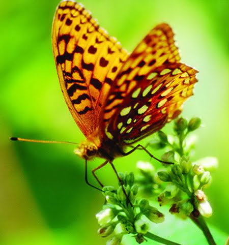 African Tulip Tree (Spathodea campanulata) Butterfly