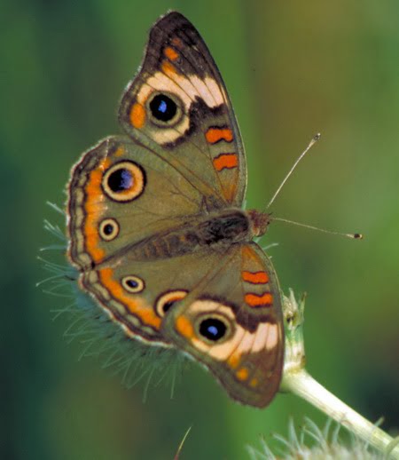 African Tulip Tree (Spathodea campanulata) Butterfly