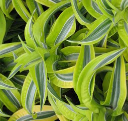 Dracaena Deremensis