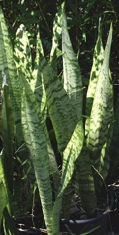 Sanseviera