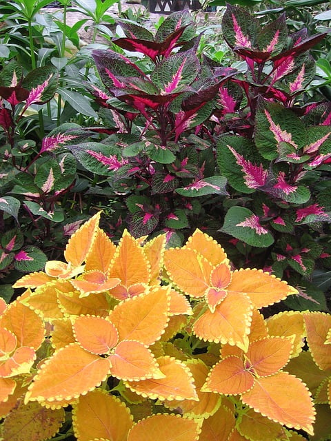 African Tulip Tree (Spathodea campanulata) Coleus Houseplant