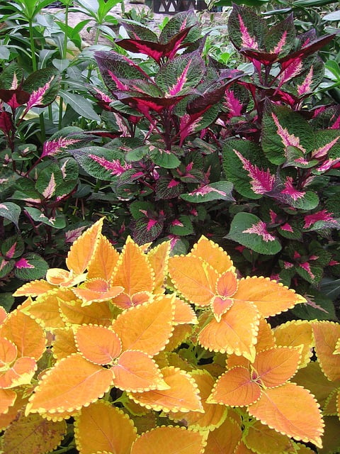 Coleus Houseplant