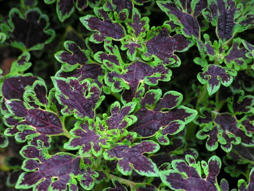 African Tulip Tree (Spathodea campanulata) Coleus Houseplant