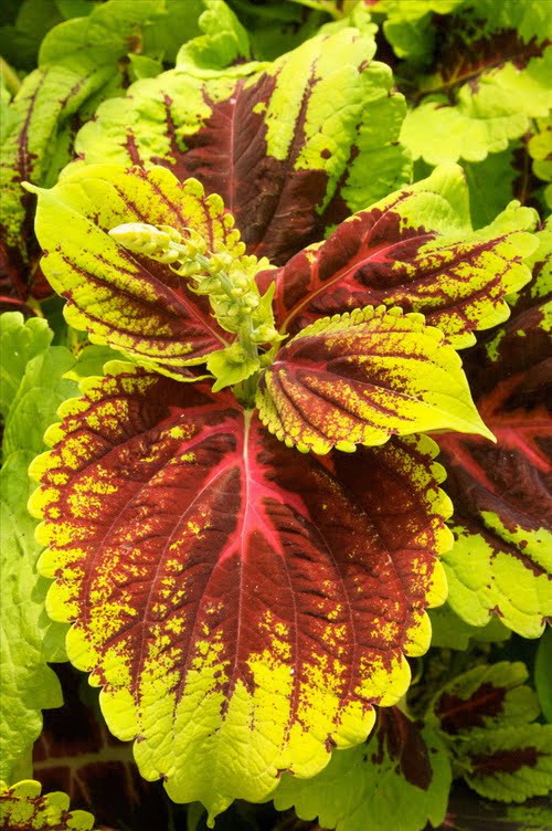 African Tulip Tree (Spathodea campanulata) Coleus Houseplant