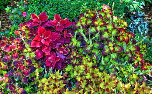 African Tulip Tree (Spathodea campanulata) Coleus Houseplants