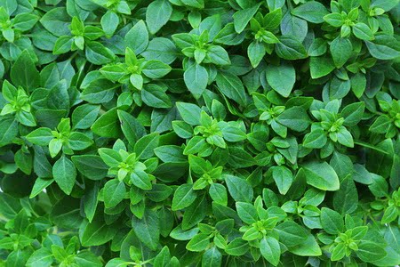 Basil Basil