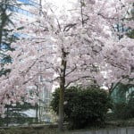 Cherry Tree In Bloom