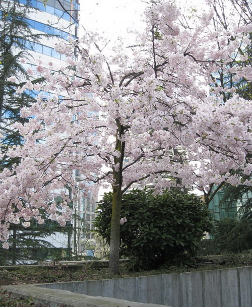 Cherry Tree In Bloom