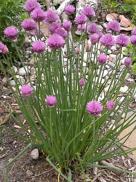 Chives