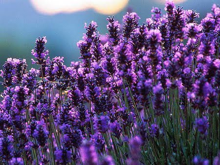 Lavender