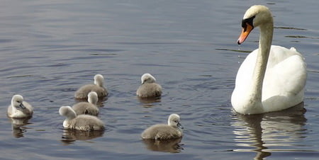 Swan Family