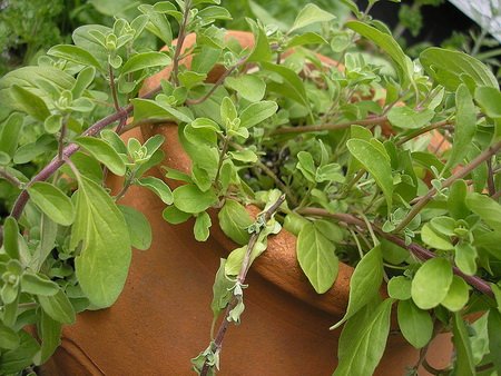 Sweet Marjoram