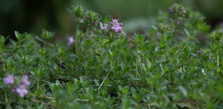 Thyme