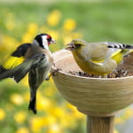 Attracting Birds To Your Garden With Birdfeeders And Birdhouses