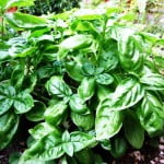 Basil - The King of Herbs