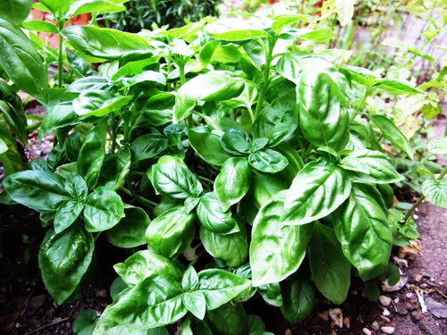 Basil Basilico Ocimum