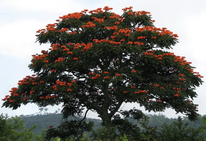 African Tulip Tree (Spathodea campanulata)