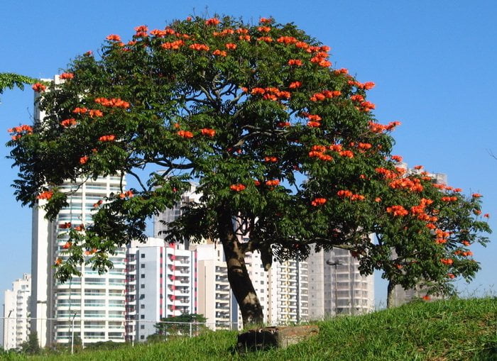 African Tulip Tree (Spathodea campanulata)