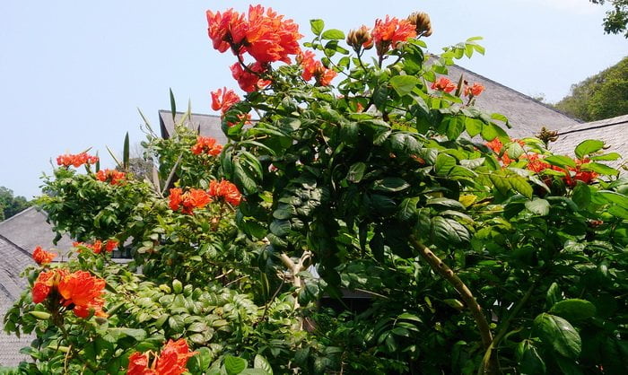 African Tulip Tree (Spathodea campanulata) Flowers