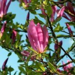 Tulip Trees