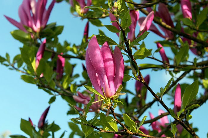 Magnolia Tulip Tree Branch