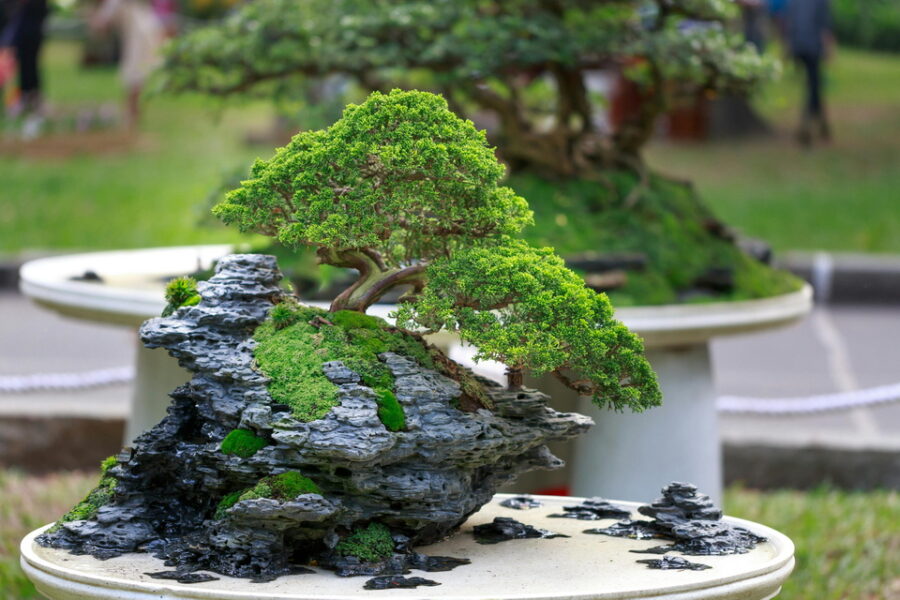 A picture of a bonsai garden